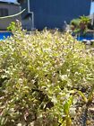Live Variegated Water Celery Cold Hardy Aquatic Marginal Pond Plant