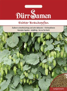 Echter Brauhopfen von Dürr Samen ca 10 Korn Hopfensamen - Bild 1 von 1