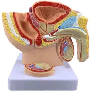 Male Pelvic Cavity Sagittal Section Model Human Reproductive System Genital New - Picture 1 of 5