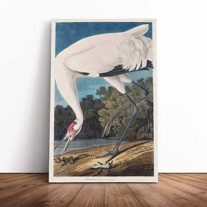 Hooping Crane Bird Forest John James Audubon Canvas Wall Art Print Framed Decor - Picture 1 of 7