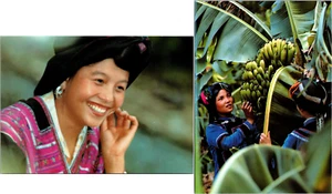 Lote de 2 postales asiáticas Yao Girl, Hani Girls cosechando fruta China - Imagen 1 de 5