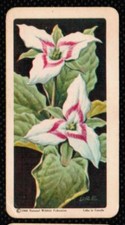 1961 Red Rose Tea Card Wild Flowers of North America #10