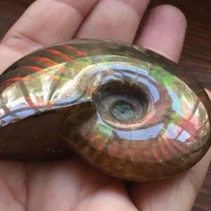 Natural Iridescent Ammonite Facet Specimen Fossil Madagascar Stone Collectibles - Picture 1 of 7