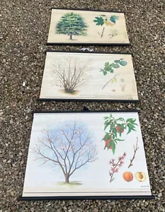 3 CARTAS BOTÁNICAS DE COLECCIÓN DE LA VIEJA ESCUELA DE HAMAMELIS DE ARCE Y ALBARICOQUE - Imagen 1 de 17