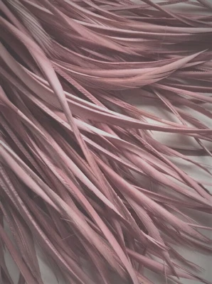 Dusty Rose Goose Biot Feathers 15 Pcs Loose 6-9" Millinery Crafts Costumes - Image 1 of 4