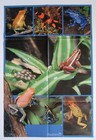 Frosch Frog Kikker - Clippings Artikel Sammlung Berichte + Poster aus Zeitung