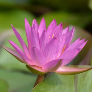 15 Seerosensamen „Siam Marble“ „Nymphaea Lotus“ - Bild 1 von 1