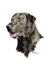 Chesapeake Bay Retriever Dog Painting 11 X 14 Large Art Print by Dj Rogers w/Coa