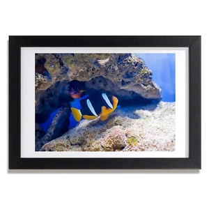 Tulup Bild MDF gerahmte Wand Dekor 30x20cm Tropischer Fisch - Bild 1 von 4