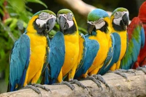 PÓSTER BRILLANTE GUACAMAYO LOROS AZUL Y AMARILLO IMAGEN IMPRESIÓN FOTO pájaro 4840 - Imagen 1 de 1