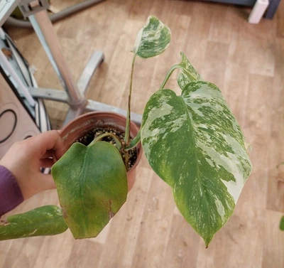 Monstera ""Albo Variegata"" - follaje blanco y verde, planta rara y gráfica - Imagen 1 de 4