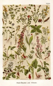 1899 MARTIN CHROMO lily, foxglove, raspberry, arum, herb paris, heath, broom, .. - Bild 1 von 3