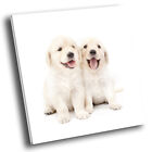 Square Animal Photo Canvas Wall Art Picture Prints White Cute Puppy Dog Cream