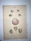 1815 Wood Conchology ANTIQUE SEASHELLS ENGRAVED PRINT Genus Cardium Plate 57