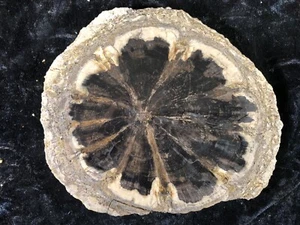 Rare Petrified Wood Seed Fern Hermanophyton taylorii E. McElmo Creek, Jurassic - Picture 1 of 9