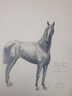 Zeichnung auf Papier, Pferde-Darstellung, Tierzeichnung, Studie