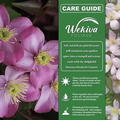 Clematis Montana Elizabeth - Plantas iniciadoras vivas en macetas de 2 pulgadas -... Foto 1 de 4