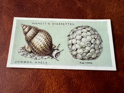 Hignett Bros - Common Objects of the Sea Shore 1924 #23 Common Whelk & Egg Cases - Image 1 of 2