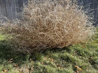 Western, Wild West, Home Decor, Idaho, Tumbleweed extra large. - Image 1 of 4