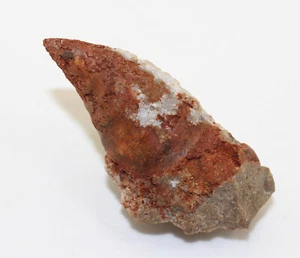 Muschel, Proplina cornutaformis, Ordovizium, Washington Co, Missouri ,USA-eb9155 - Picture 1 of 5