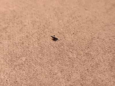 Reloj Militar Nuevo de Lote Antiguo Waltham 6/0 26106 Bastón de Equilibrio para Artillería Segunda Guerra Mundial Emitido Foto 1 de 2