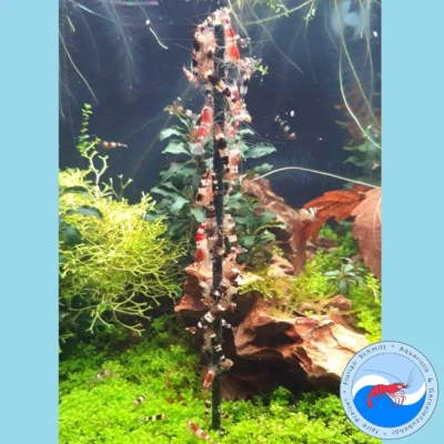 Shrimp-Lollies Nature / 10 Stück / Garnelen Lollies Aquarium