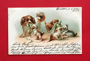 Prägedruck Litho AK HUNDE 1902 Hundemutter mit ihren Jungen Welpen  ( 56645