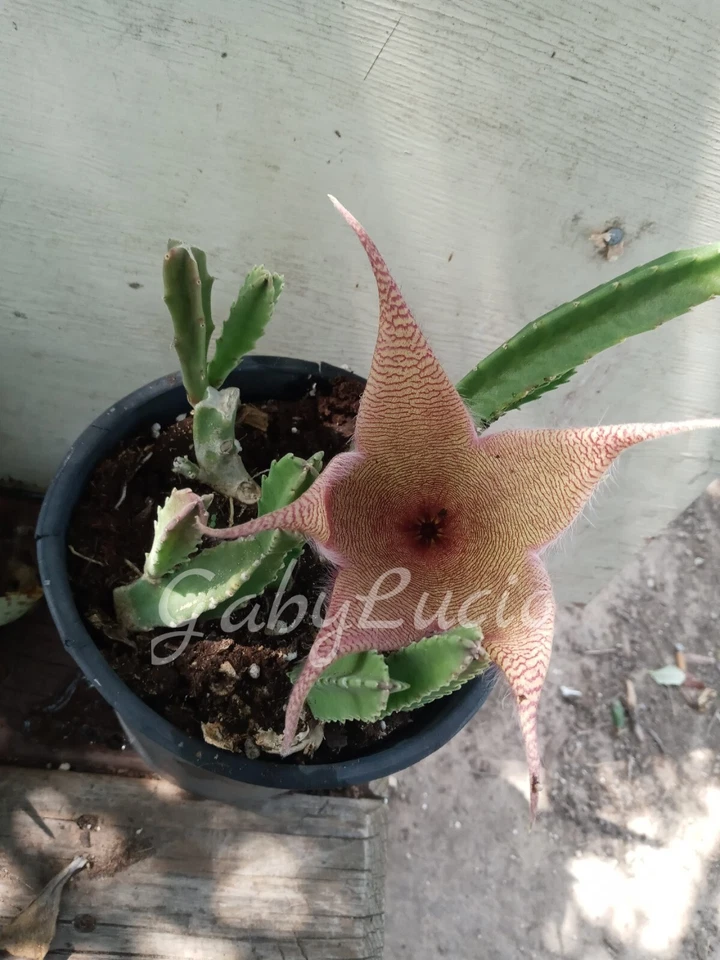 1 Plant Carrion  Stapelia Gigantea Hairy Starfish  - Image 1 of 4