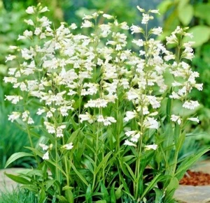 300+FOXGLOVE BEARDTONGUE Seeds Native Wildflower Cut Flowers Container Garden - Picture 1 of 9