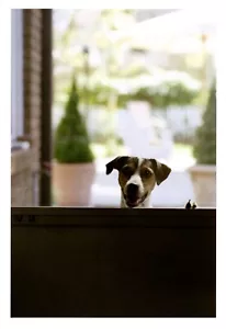 Biglietto di auguri divertente Jack Russell che pensa a te check-in per dire ciao Hallmark - Foto 1 di 3