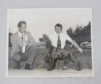 Fotografía de colección de exposición canina Setter firmada rubí cinta de premio 8x10 foto de los años 70 Foto 1 de 4