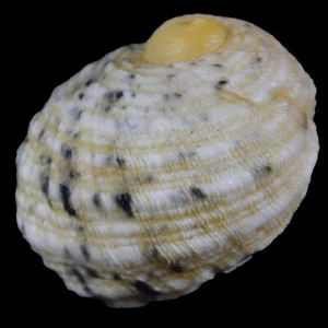 Nerita Signata (Olango, Philippinen) 14,9 mm #46681 - Bild 1 von 3