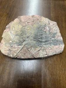 LARGE GEOLOGICAL CRINOID FOSSIL SPECIMEN - Picture 1 of 4