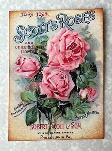 Puppenhaus Miniatur Vintage Blumensamen Werbung SCOTT'S ROSES rosa Grafik - Bild 1 von 3
