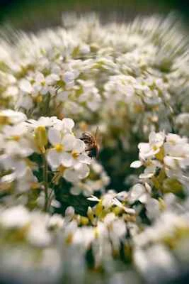 Modified Petzval Helios 44-3 58mm f/2 Lens Swirling Bokeh with M42 Mount - Image 1 of 4