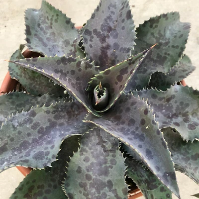 "Fiercely Fabulous" SPOTS! Mangave STARTER Plant Agave & Manfreda Hybrid 3" Wide - Image 1 of 3