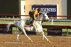 COLOR PHOTO - Aurthur's Ride Classic Contender Working out - Picture 1 of 1