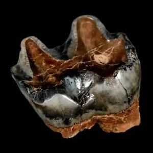 2.2" Rare Deinotherium Giganteum Fossil Tooth Miocene Deinothere Gracanica - Picture 1 of 10