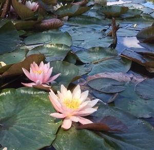 FIRECREST WATER LILY POND PLANTS UK GROWN FLOWERING SIZE TUBERS - Picture 1 of 8