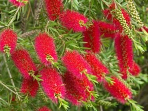 Spazzola Rosso (Callistemon) - 500/1500 Semi + Regalo - Foto 1 di 5