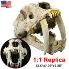 1:1 Resin Sabertooth Tiger Bone Skull Replica Model Home Decor Sculpture 12.6"
