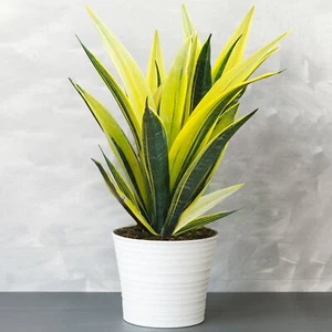 Sansevieria Golden Flame - Snake Plant | Best Indoor Plants | 30-40cm with Pot - Picture 1 of 5