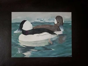 Bufflehead (Duck) - Acrylic Painting - Original Artwork - 9" x 12" - Picture 1 of 3