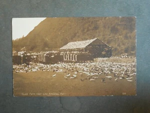 Postal H48516 Los Angeles, CA Squab (Pigeon) Farm c-1907-1915 - Imagen 1 de 2