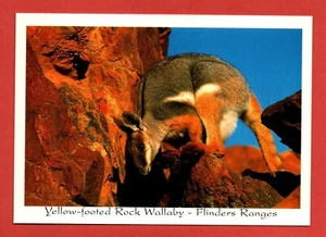 UALABY DE ROCA DE PATAS AMARILLAS AU canguro animal pájaro halcón búho koala - Imagen 1 de 2