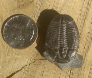 Elrathia kingii trilobite fossil, half a billion yr old, Utah - Picture 1 of 4