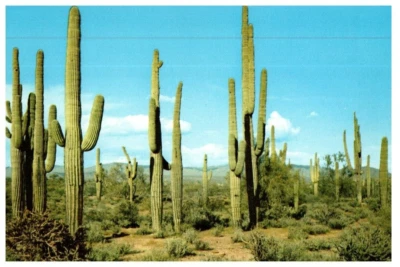 The Saguaro Or Giant Cactus Found Only In Southern Arizona Cact card - Image 1 of 2