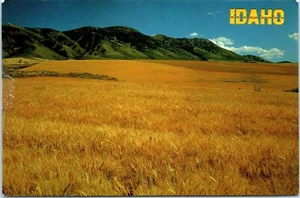 Golden Wheat Fields of Scenic Idaho Postcard - Picture 1 of 2