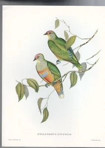 JOHN GOULD TROPICAL BIRDS , PRINT by ARIEL PRESS , 1955 , PTILINOPUS EWINGII - Picture 1 of 1