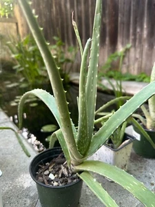 Aloe Vera Live Plant Organic Rooted Succulents Barbadensis Healthy Local 5"-10"  - Picture 1 of 2